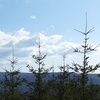 sunnytrees